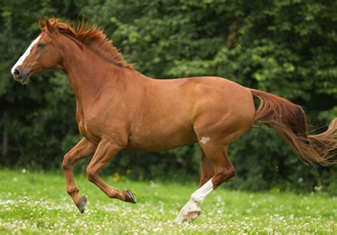 The arabian horse is the most ancient and purest breed of horse in the entire world. Colorings - The Horse Life