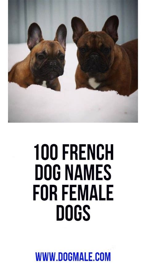 Some dog owners like to choose dog names related to dog's country and other places. 100 French Dog Names for Female Dogs | Female dog names ...