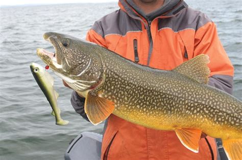 The weapon is the all around fishing lure used drift fishing on lake erie. How To Catch Lake Trout - Fishing Fact Tips