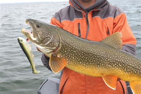 There you can fish the canyon tailrace. How To Catch Lake Trout - Fishing Fact Tips