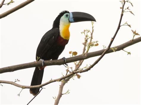 In this animal collection we have 26 wallpapers. Channel-billed Toucan - eBird