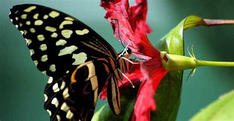 To attract hummingbirds and butterflies, you need the proper type of flowers in plentiful amounts. Ask Wet & Forget 8 Plants that Attract Butterflies and ...