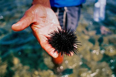 Sea Urchins The Florida Guidebook