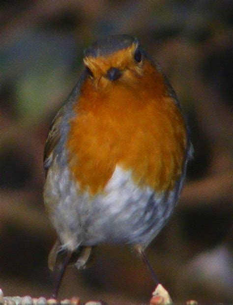 We did not find results for: European robin | Birds Wiki | Fandom powered by Wikia