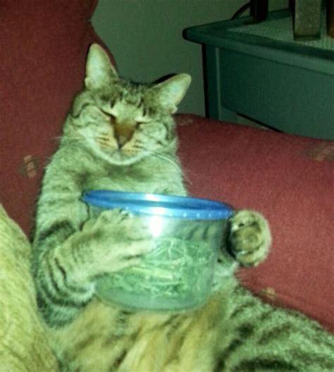 catnip or how cats get stoned 45 pics