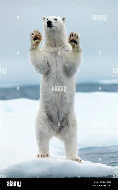 Spitsbergen Svalbard Polar Bear Standing On Two Legs Stock Photo Alamy