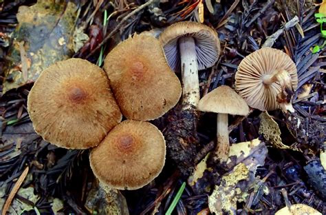 Inocybe pusio - identifier-les-champignons.com