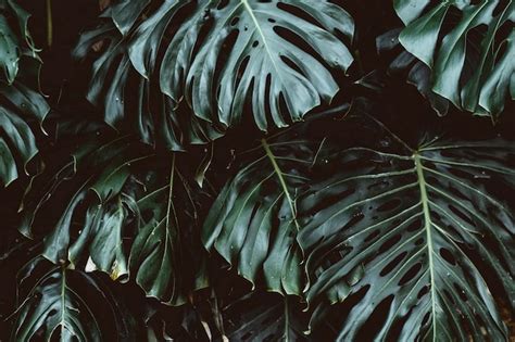 Premium Photo Tropical Green Leaves Background Monstera Deliciosa