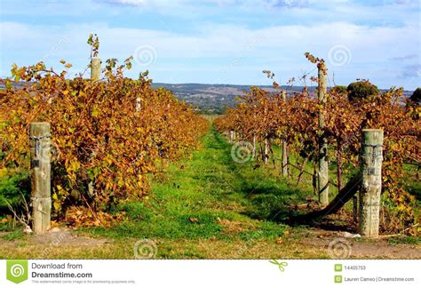 Colorful Vines Mclaren Vale Stock Image Image Of Grapevine