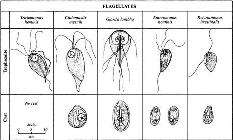 Taksonomi Dan Klasifikasi Makhluk Hidup Protista