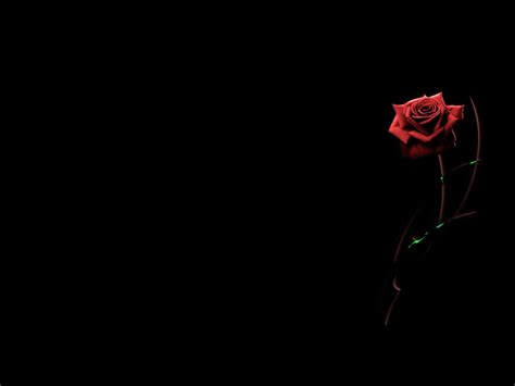Free Download Background Red Rose By H Ansa On 1024x768 For Your