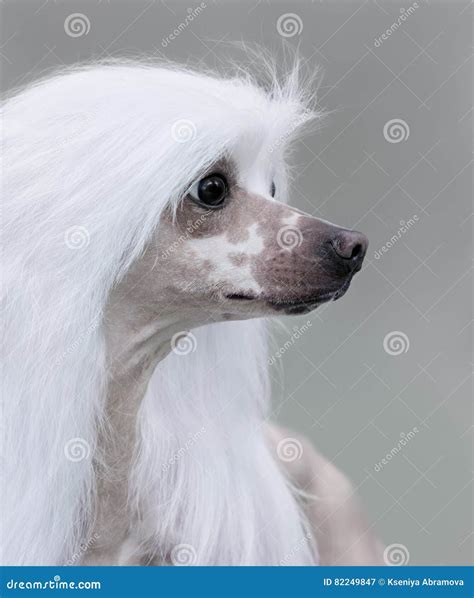 Chinese Crested Dog Breed Stock Image Image Of Face 82249847
