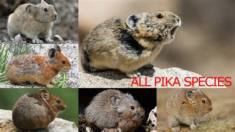 All Pika Species Complete List Of Pika Species Types Of Pika Youtube