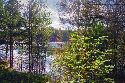 Summer Landscape By A Forest Lake With Clear Blue Water Stock Image