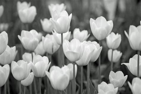 I Love White Tulips Tulips White Tulips Black And White