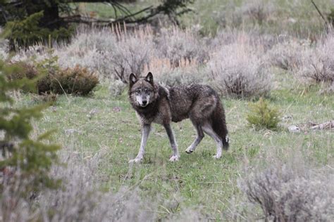 Wolves in Colorado ‘not the devil incarnate’ | Aspen Public Radio