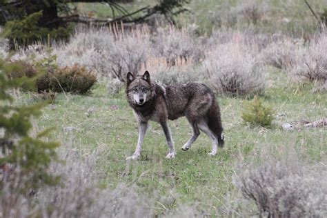 Wolves in Colorado 'not the devil incarnate' | Aspen Public Radio