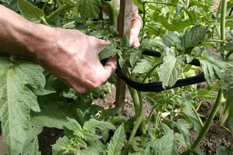 You can learn how to grow tomatoes from a start or from a young plant by following some simple strategies. Discover The Best Way To Stake Tomatoes: Tips for Staking ...