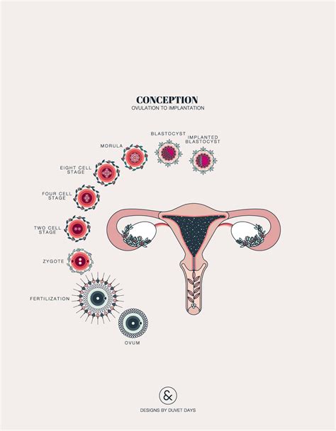 In women, this event occurs when the ovarian follicles rupture and release the secondary oocyte ovarian cells. Stages of conception and implantation. Stages of ...