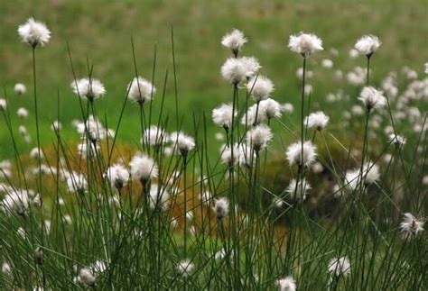 How To Grow Use And Care For Tussock Cottongrass Eriophorum Vaginatum