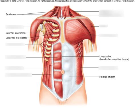 Lab 22 Muscles Of Anterior Chest And Abdominal Wall Diagram Quizlet