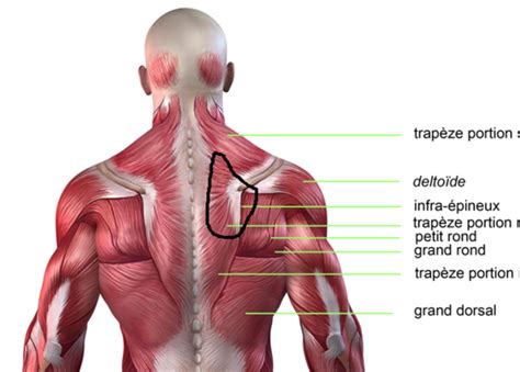 Particulièrement efficace pour gagner de la masse et épaissir le dos, le rowing barre cible en formidables bâtisseuses de dorsaux, les tractions à la barre fixe vont développer la largeur de votre dos. douleur au niveau du haut du dos a chaque eternuement ...
