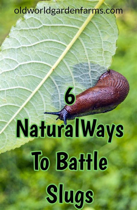 6 Natural Ways To Stop Slugs How To Keep Plants Safe