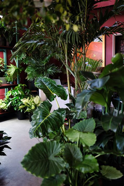 A Lush Interior Of Tula Plants And Design With Large Tropical Plants