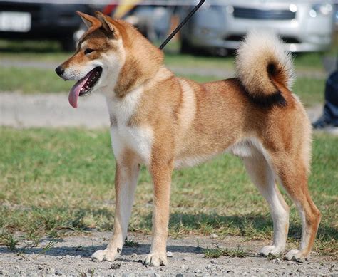 Conoce A La Raza De Perro Japonesa Shikoku Inu Razas De Perros Perro