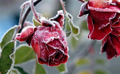 A Frosty Rose Philipdodd Commaful