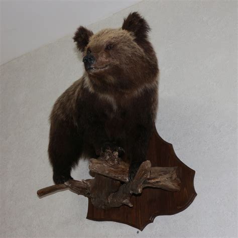 Small Siberian Brown Bear Taxidermy Mount Stuffed Animal For Sale