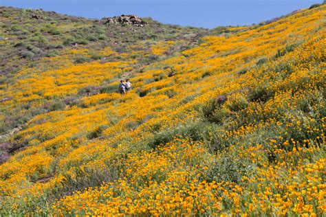 California Poppy Flower Super Bloom | Try Something Fun