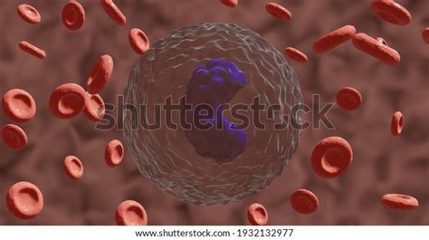 Monocyte Horseshoe Shaped Nucleus Among Rbcs Stock Illustration