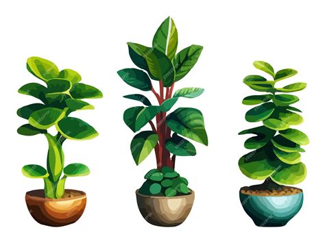 Premium Vector | Realistic house plats set with monstera sansevieria