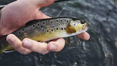 14 Different Types Of Trout With Pictures
