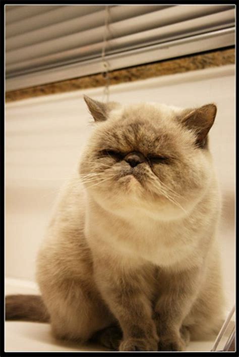 100 Best Images About Annoyed Cats Funny Faces On Pinterest