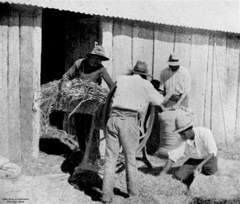 Cherbourg Memory Chaffing Hay At Barambah Aboriginal Settlement 1908
