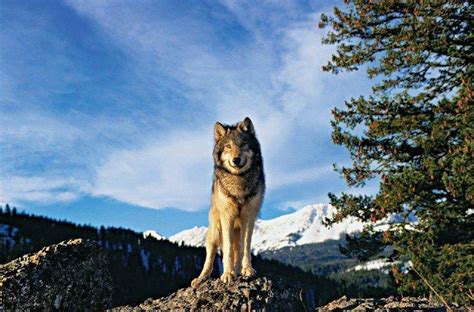 Wolf In Mountain Wallpapers Wallpaper Cave