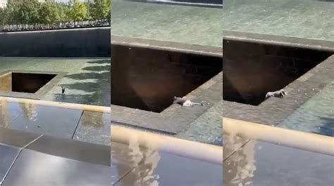 Bloodied Man Who Dove Into Central Void Of 911 Memorial After