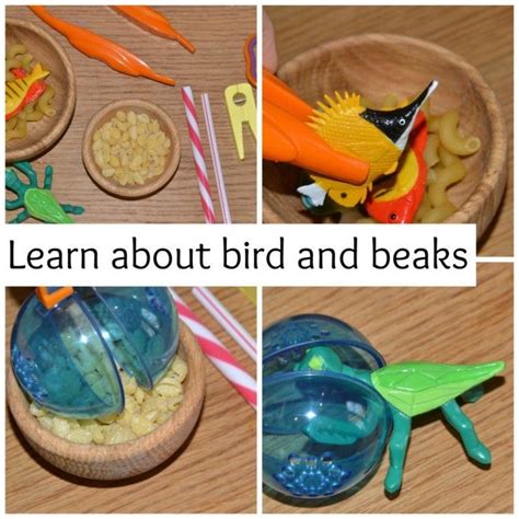 Our preschool programs support massachusetts science, technology, and engineering standards. Bird Beak Adaptations - Darwins Finches - Science for Kids ...