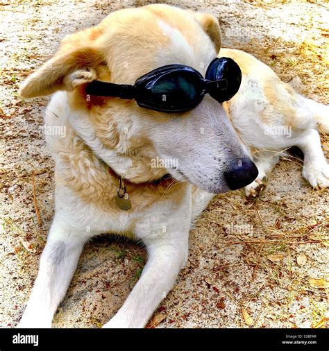 Can Dogs Wear Goggles
