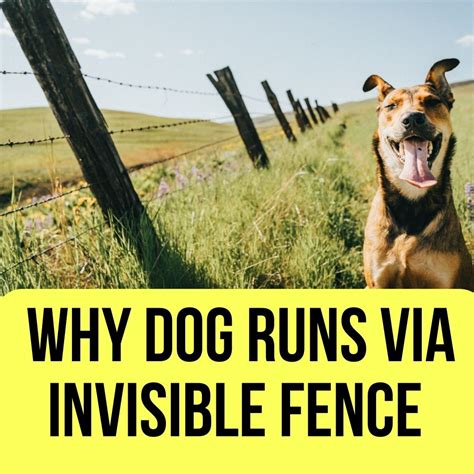 How To Train Your Dog On An Invisible Fence