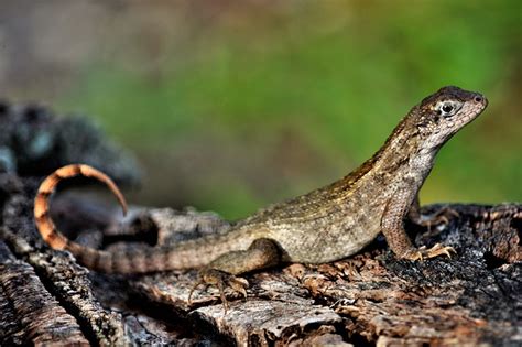 Invasive Curly Tailed Lizards In Florida Yard Doc Carol