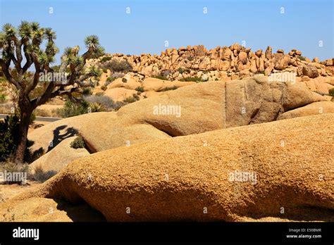 Joshua Tr Hi Res Stock Photography And Images Alamy