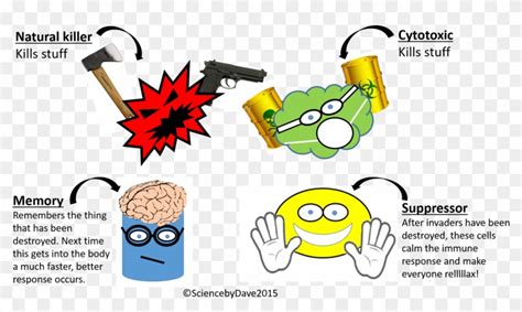 The immune system is the body's defense against infections. Most Important Of All The Adaptive Immune System Produces ...