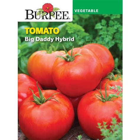 Burpee Big Daddy Hybrid Tomato Vegetable Seed 1 Pack
