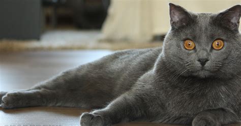 Chartreux Cat Breeds Info Pets Planet Amazing Pets For You