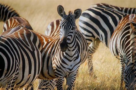 Africa Zebras Herd Safari Animals Wildlife Closeup Landscape
