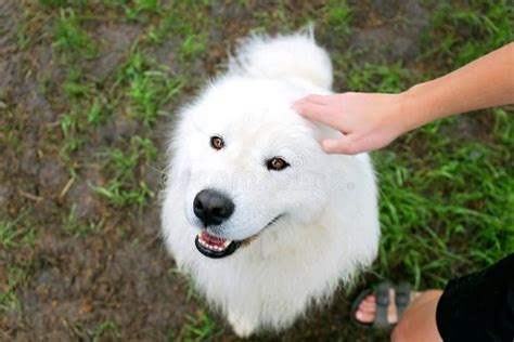 Happy Samoyed Dog Being Petted On Head By Child Stock Image Image Of