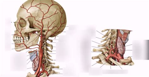 Dsf Exam Ii Arteries Of The Neck Diagram Quizlet